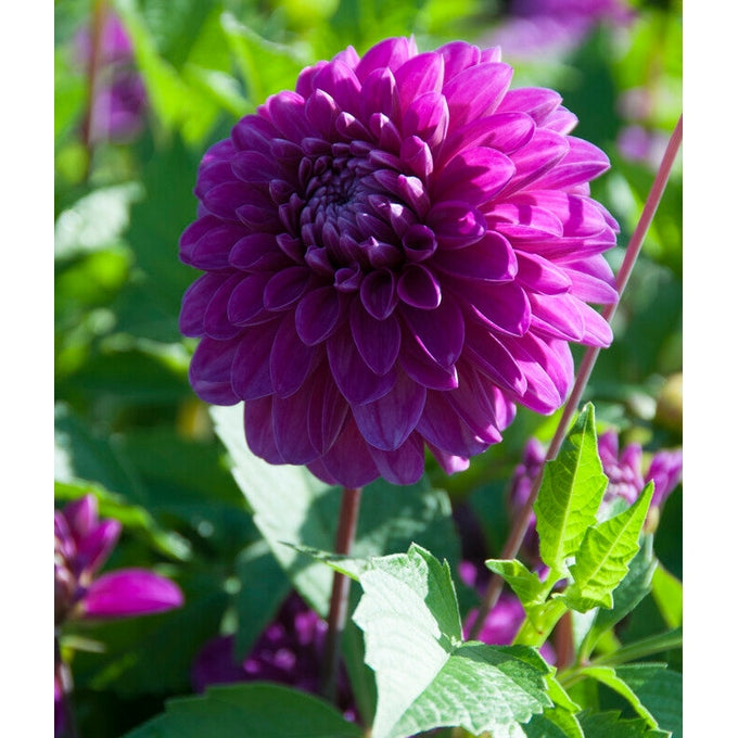 Dahlia Cartouche Dekorativ 1-pack NYHET